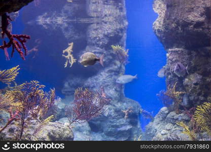 underwater life where the fish of the sea are observed