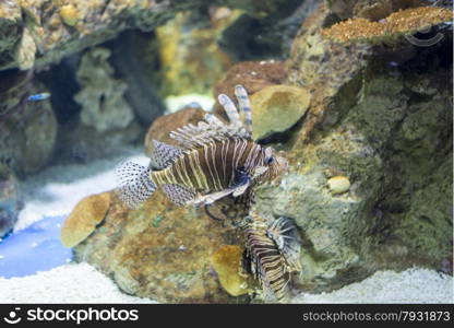 underwater life where the fish of the sea are observed