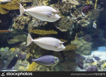 underwater life where the fish of the sea are observed