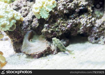 underwater life where the fish of the sea are observed