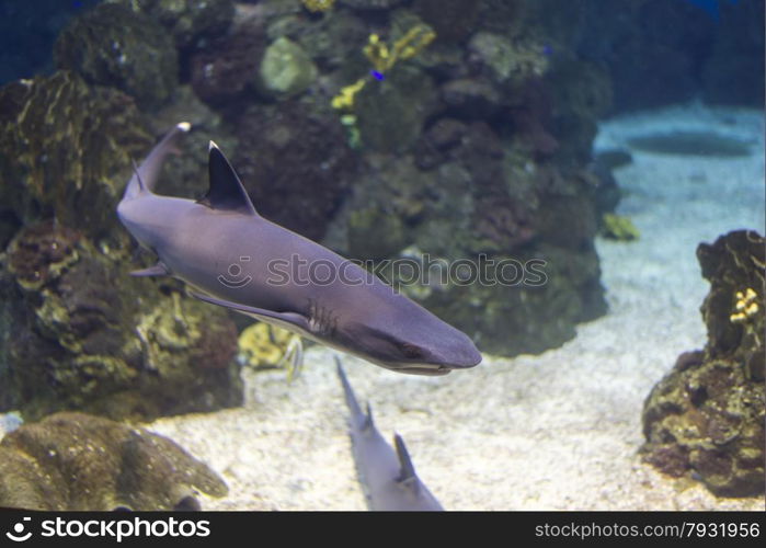 underwater life where the fish of the sea are observed