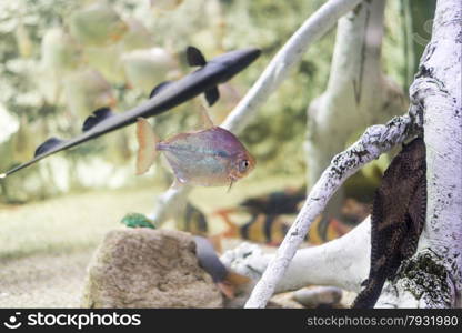 underwater life where the fish of the sea are observed