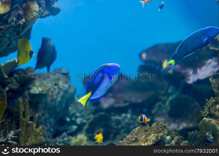 underwater life where the fish of the sea are observed