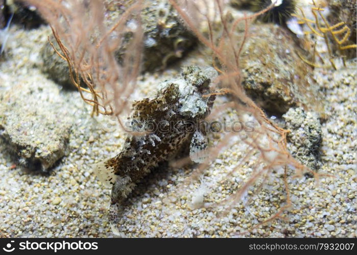 underwater life where the fish of the sea are observed