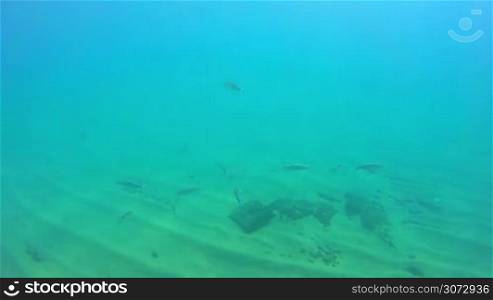 Underwater life with a school of fish