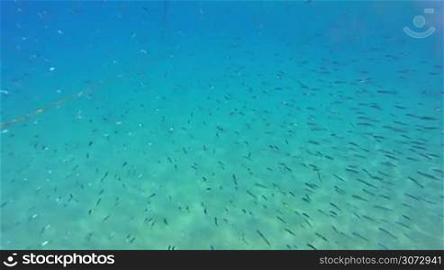 Underwater life with a school of fish