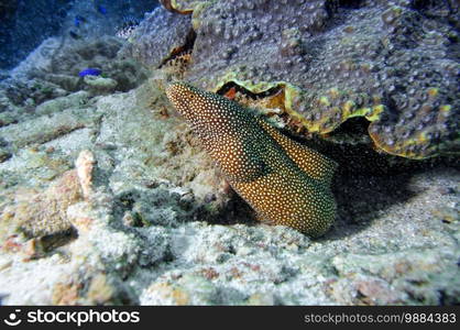 Underwater marine life, Whitemouth Moray  Gymnothorax meleagris  under a coral reef. Seychelles