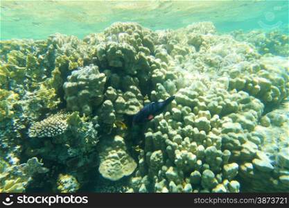 Underwater panorama with fish and coral