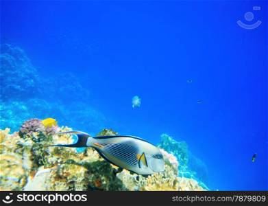 Underwater panorama with fish and coral