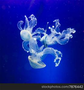 Underwater paradise. Swimming Jellyfish On Blue Background