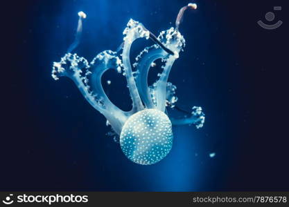 Underwater paradise. Swimming Jellyfish On Blue Background