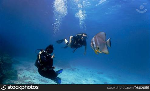 Underwater photo of a batfish and scuba divers in the blue sea.