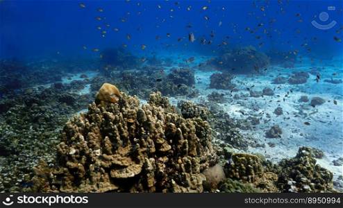 Underwater photo of a coral reef