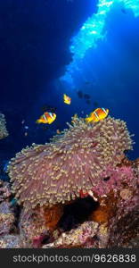 Underwater photo of clownfish and a anemone in rays of light at a coral reef