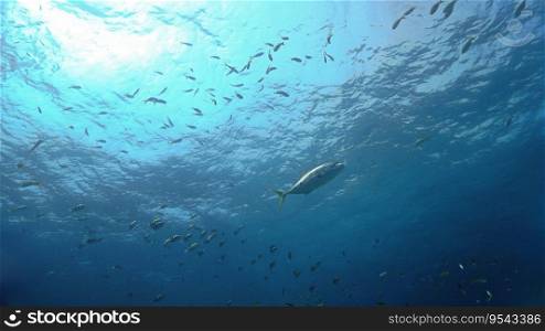 Underwater photo of fish in a tropical sea