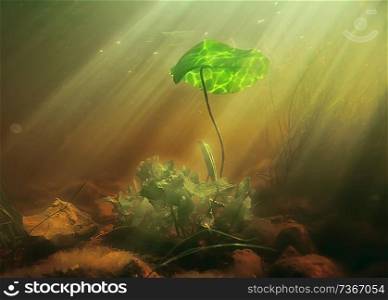 underwater photo of freshwater pond / underwater landscape with sun rays and underwater ecosystem, algae and water lilies