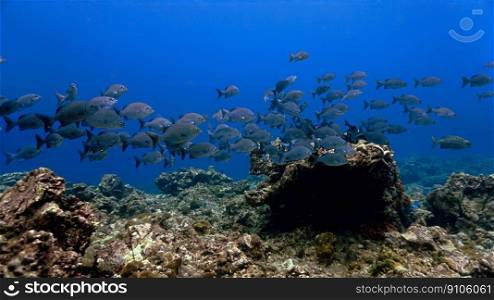 Underwater photo of school of fish at a coral reef