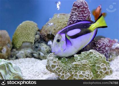 underwater picture, exotic surgeon fish in aquarium
