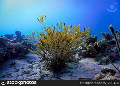 Underwater plant