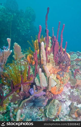 Underwater scene