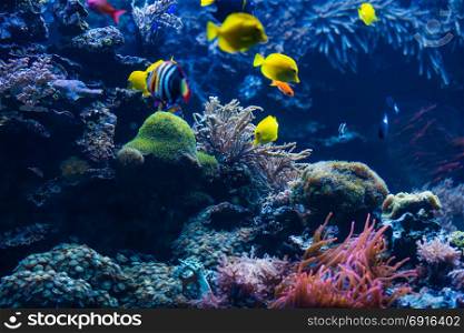 Underwater scene. Coral reef, colorful fish groups