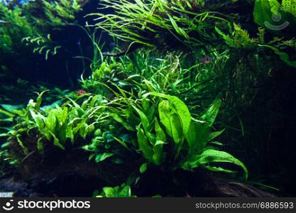 Underwater scene. Marine green seaweed