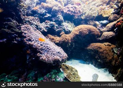 Underwater scene. Marine green seaweed and coral life