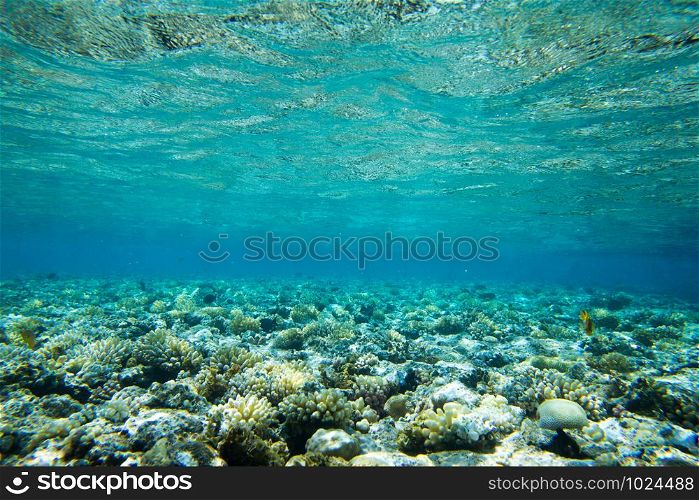 underwater scene with copy space