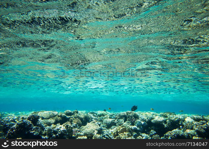 underwater scene with copy space