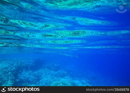 underwater scene with copy space&#xA;&#xA;