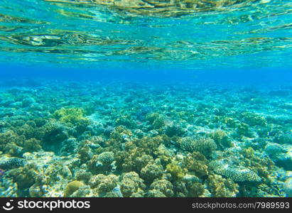 underwater scene with copy space&#xA;&#xA;