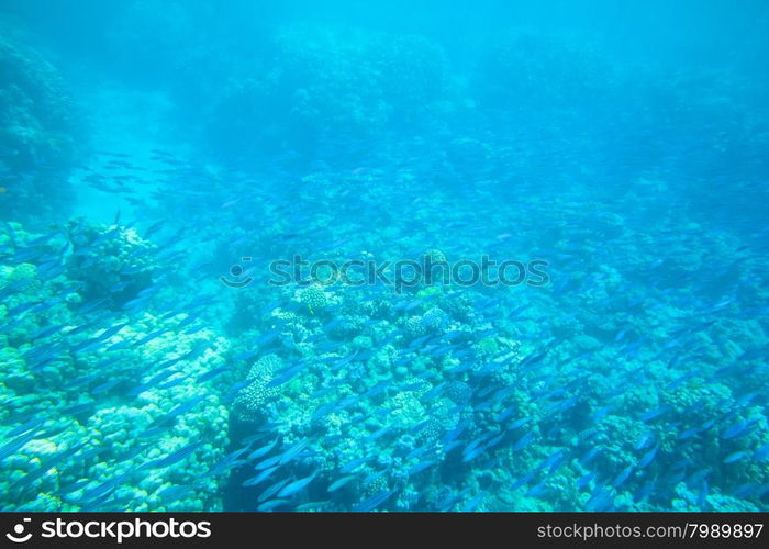 underwater scene with copy space&#xA;&#xA;