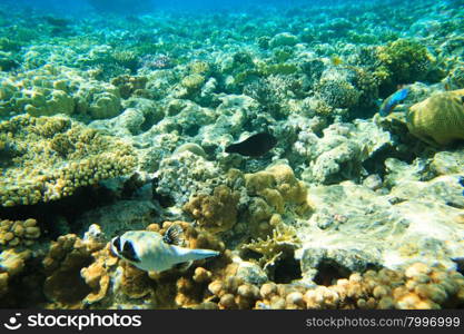 underwater scene with copy space&#xA;&#xA;