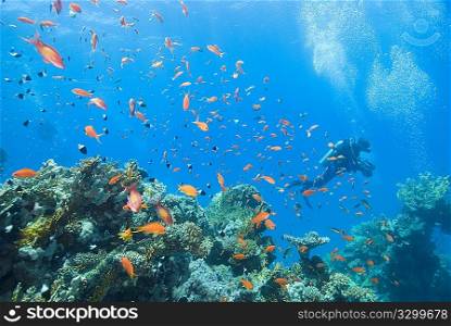 Underwater scene with scuba diver