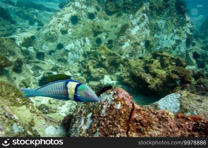 Underwater sea life, tropical fish. Pastel Ring Wrasse  Hologymnosus doliatus 