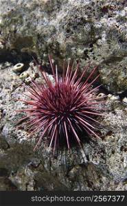 Underwater sea urchin in aquarium in Lisbon, Spain.