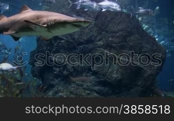 Underwater shark