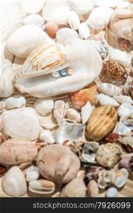 Underwater shot of colorful pearls lying in big seashell