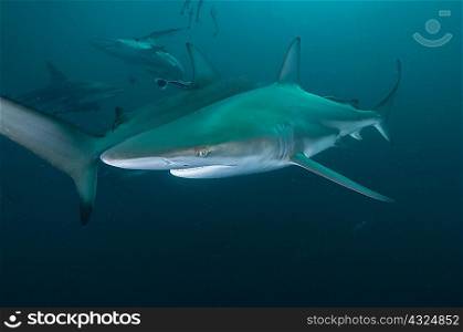 Underwater side view of oceanic black tip shark, Aliwal Shoal, Durban, South Africa