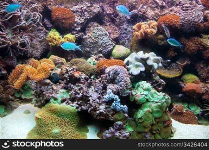 Underwater view in aquarium. Fish, coral reef