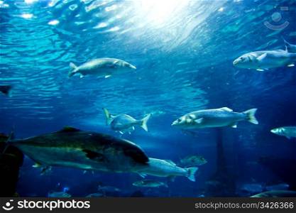 Underwater view in aquarium. Fish, sunlight