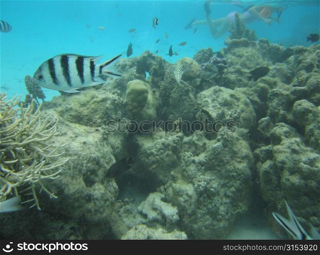 Underwater view of a black and white striped fish, Moorea, Tahiti, French Polynesia, South Pacific