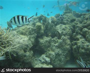 Underwater view of a black and white striped fish, Moorea, Tahiti, French Polynesia, South Pacific