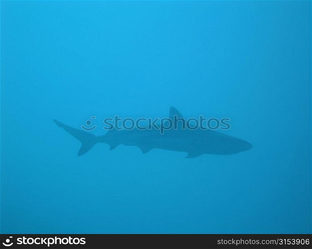 Underwater view of a reef shark, Moorea, Tahiti, French Polynesia, South Pacific