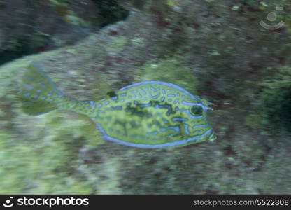 Underwater view of a Scrawled cowfish (Acanthostracion quadricornis), Utila, Bay Islands, Honduras