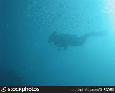 Underwater view of a scuba diver, Moorea, Tahiti, French Polynesia, South Pacific
