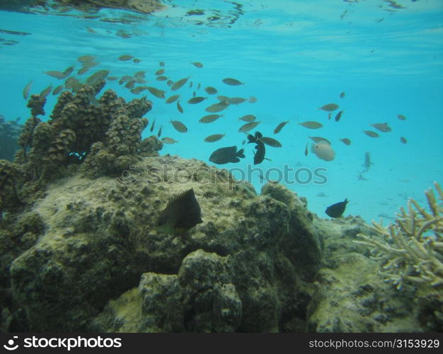 Underwater view of a shoal of small fish, Moorea, Tahiti, French Polynesia, South Pacific