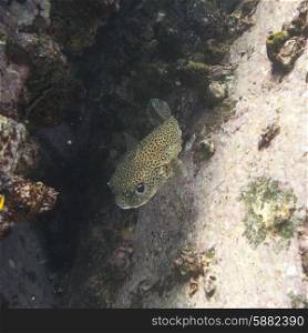 Underwater view of a spotted fish, Ixtapa, Guerrero, Mexico