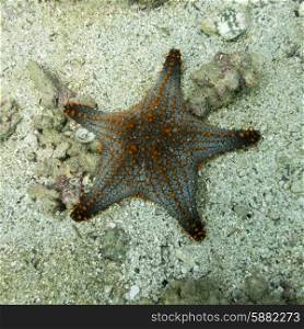 Underwater view of a starfish, Ixtapa, Guerrero, Mexico