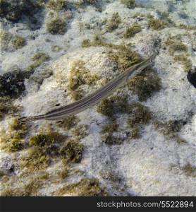 Underwater view of a Trumpet fish (Aulostomus maculatus), Utila, Bay Islands, Honduras